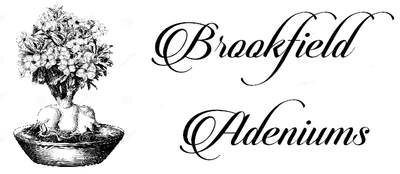 Brookfield Adeniums