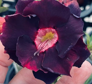 Double deep purple with frosted throat desert rose adenium