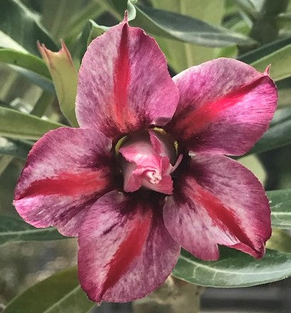 Double purple with red markings which fades desert rose adenium