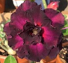 Triple deep ombre purple desert rose adenium