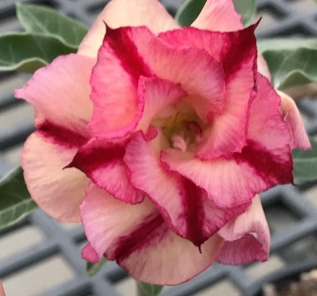 BAF786 - TUTTI FRUTTI ADENIUM DESERT ROSE