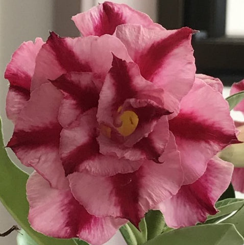 BAF787 - BELLEAMIE ADENIUM DESERT ROSE