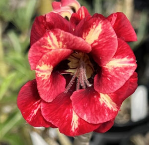 BAF803 - EL PASO ADENIUM DESERT ROSE