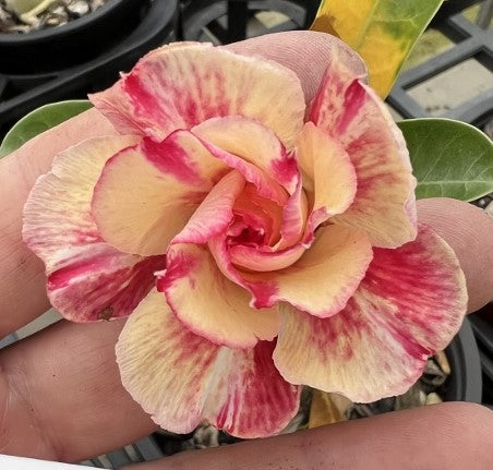 BAF531 - ENCHANTING EMBERS Adenium Desert Rose