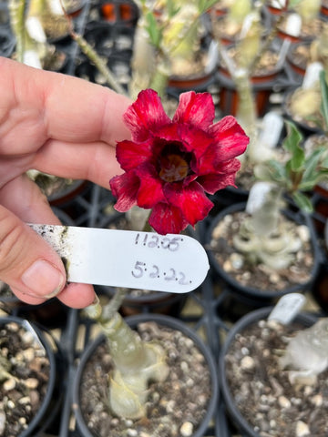 BAF639 - AMBITION ADENIUM DESERT ROSE