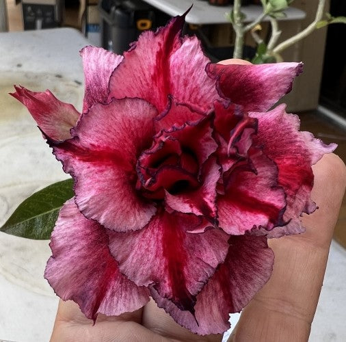 BAF777 - PARADISA ADENIUM DESERT ROSE