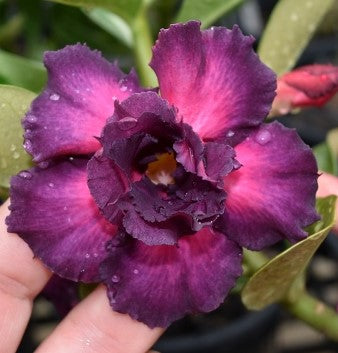 BAF788 - LUCKY BREAK ADENIUM DESERT ROSE