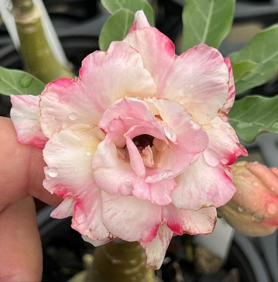 BAF628 - SPRINKLED VANILLA ADENIUM DESERT ROSE