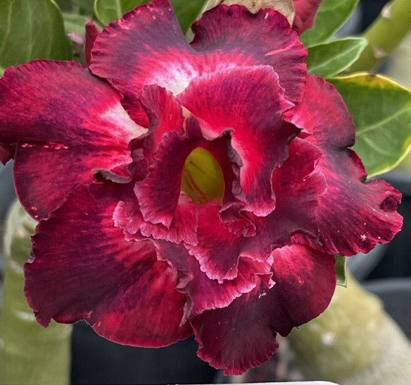 BAF472 - MELOCOTON Adenium Desert Rose