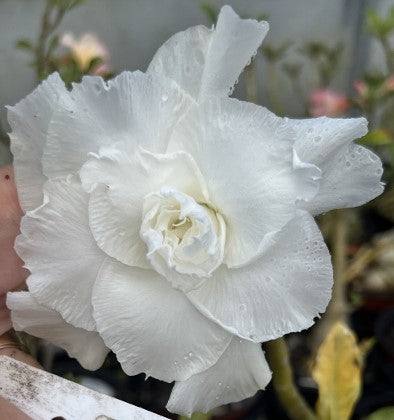 BAF813 - SNOW ANGEL ADENIUM DESERT ROSE