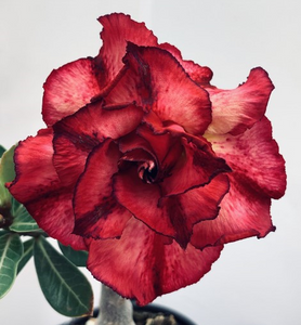 BAF789 - RHAPSODY ADENIUM DESERT ROSE