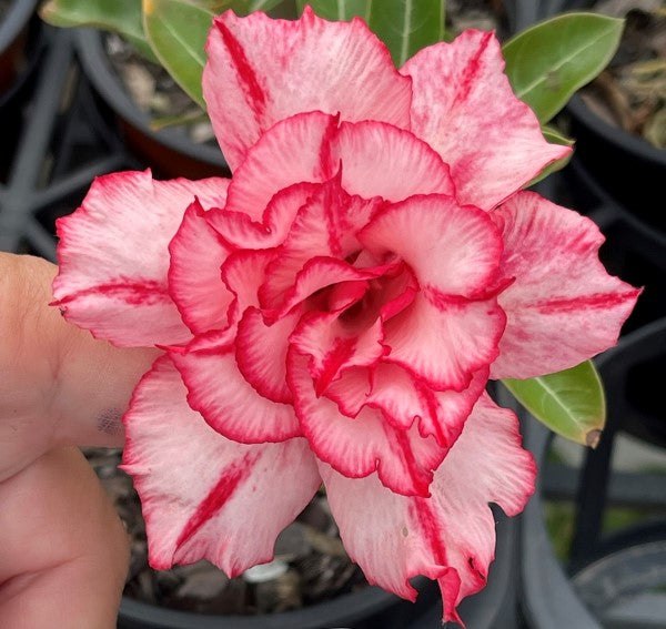 BAF612 PRETTY PARASOL Adenium Desert Rose