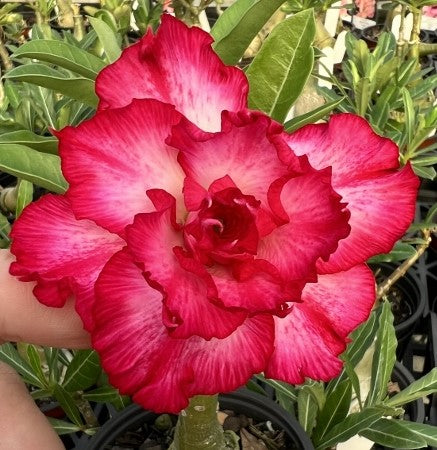 BAF644- INNOCENCE ADENIUM DESERT ROSE