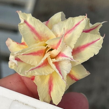 BAF660 - SUGAR COOKIE ADENIUM DESERT ROSE