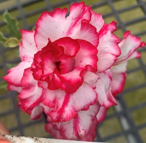 BAF668 - SYMPHONY ADENIUM DESERT ROSE