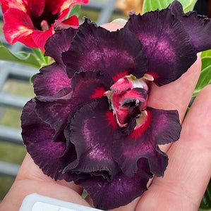 BAF699 - PURPLE PERSUASION ADENIUM DESERT ROSE