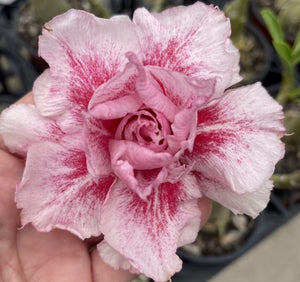 BAF742 - FROSTED FACETS ADENIUM DESERT ROSE