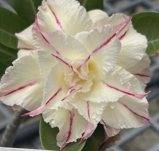 BAF758 - ARABIAN CREAM ADENIUM DESERT ROSE