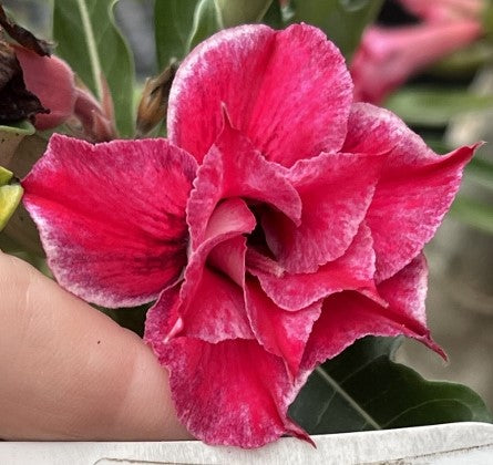 BAF779 - FANCY FREE ADENIUM DESERT ROSE