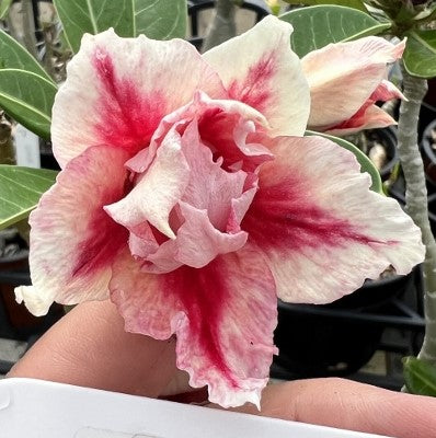 BAF780 - CALIFORNIA LOVE ADENIUM DESERT ROSE