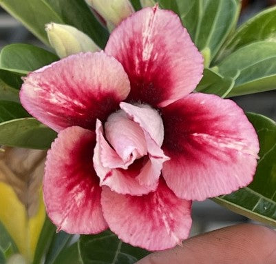 BAF781 - SHANTE ADENIUM DESERT ROSE – Brookfield Adeniums