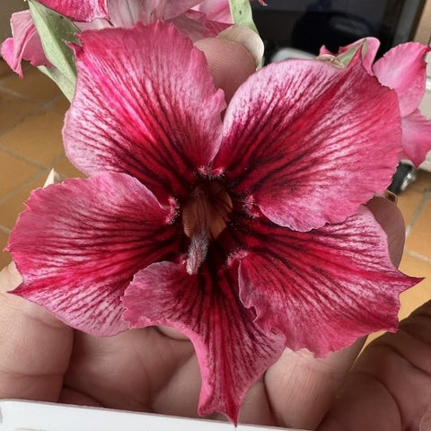 BAF795 - AUBRIELLA ADENIUM DESERT ROSE