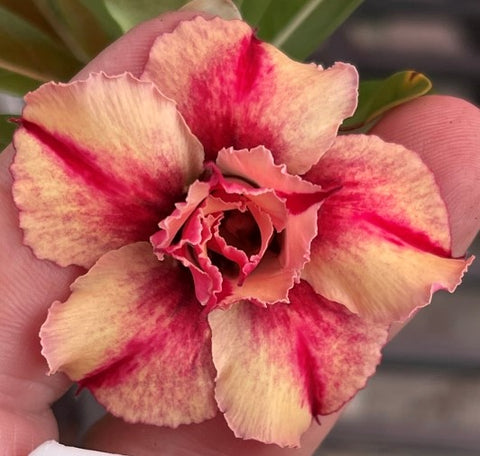 BAF801 - DREAM LOVER ADENIUM DESERT ROSE