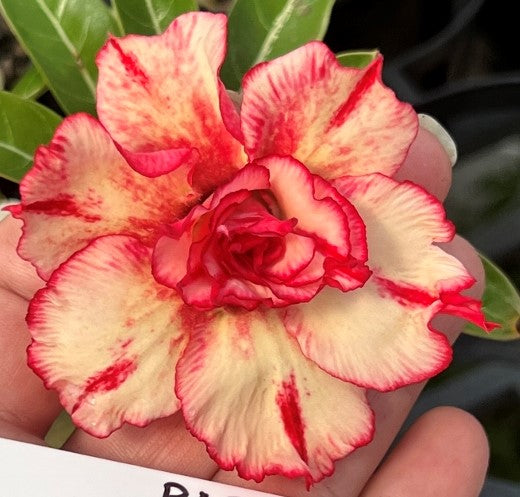 BAF612 PRETTY PARASOL Adenium Desert Rose