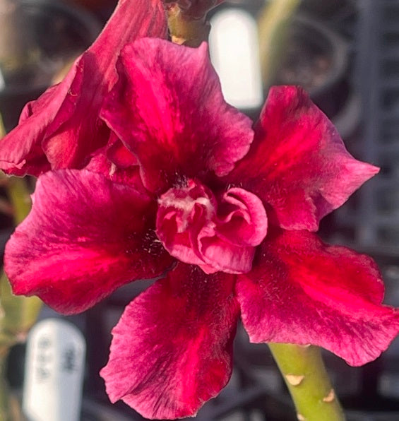 Double purple and magenta desert rose adenium