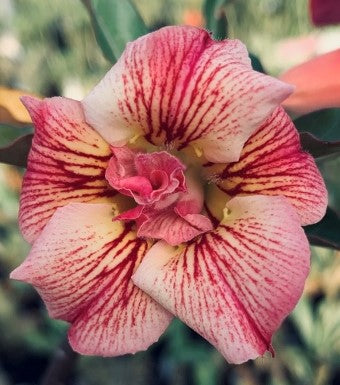 BAF544 - ORCHARD FAIRY Adenium Desert Rose