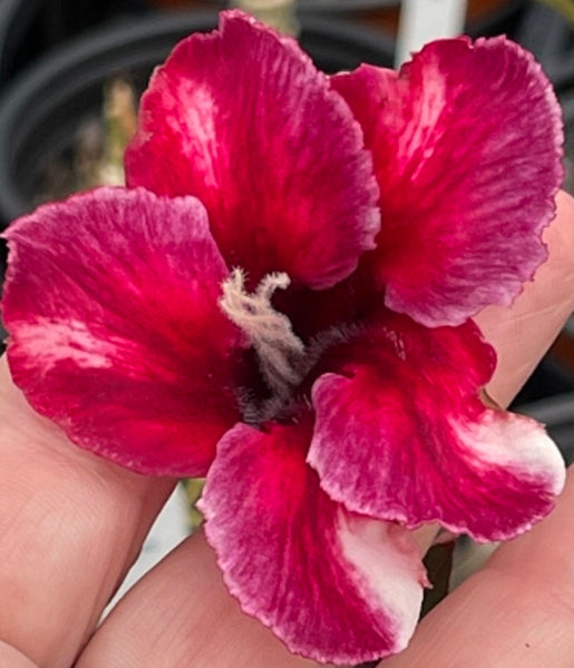 Single purple, magenta and cream desert rose adenium