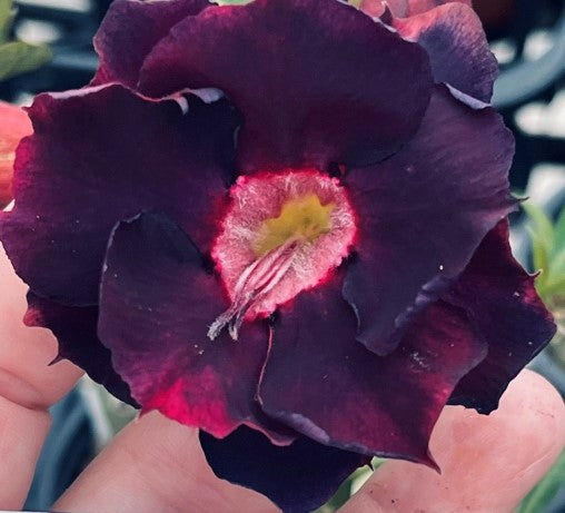 Double deep purple with frosted throat desert rose adenium