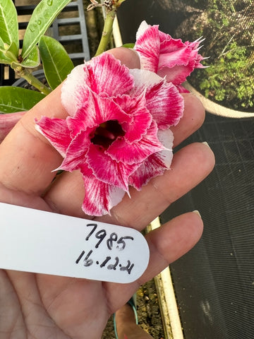 BAF613 STRAWBERRY AND CREAM Adenium Desert Rose