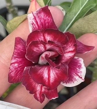 BAF603 WILD BERRY Adenium Desert Rose