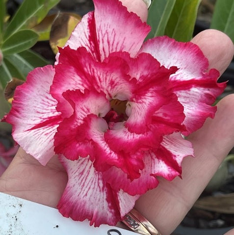 BAF614 CANTERBURY BELLS Adenium Desert Rose