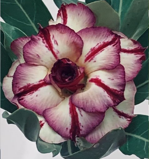 Triple cream, lilac and burgundy desert rose adenium