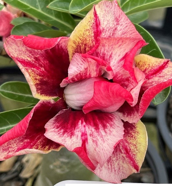 BAF355 - STORYTELLER Adenium Desert Rose