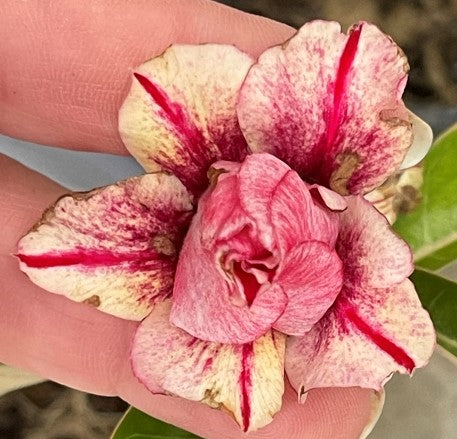 Triple yellow, cream, mauve and burgundy desert rose adenium