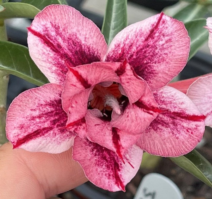 Double frosty burgundy, mauve and purple desert rose adenium