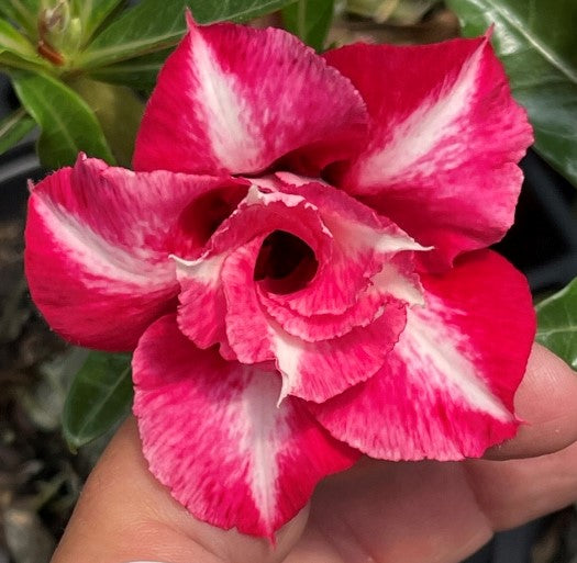 Double magenta with ivory stripes desert rose adenium