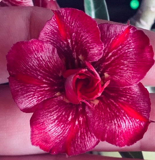 Double heavily feathered purple desert rose with magenta stripes adenium