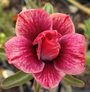 Double feathered desert rose. Orange, pink, magenta, purple and cream adenium