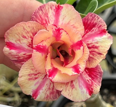 BAF531 - ENCHANTING EMBERS Adenium Desert Rose