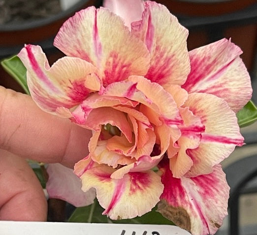 BAF531 - ENCHANTING EMBERS Adenium Desert Rose