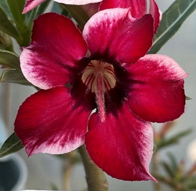 Single fancy frosted red sunflower desert rose adenium