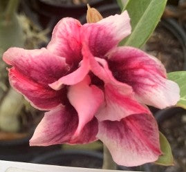 BAF564 MISTIFIED Adenium Desert Rose