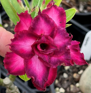 BAF582 GLAMOROUS BEAUTY Adenium Desert Rose