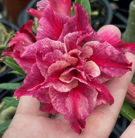 BAF584 MYSTERIOUS Adenium Desert Rose