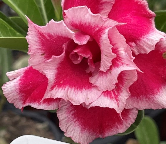 BAF588 BLISSFUL Adenium Desert Rose