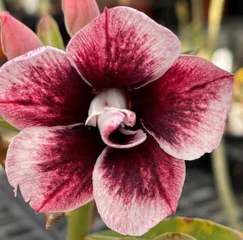 BAF591 DREAMY Adenium Desert Rose